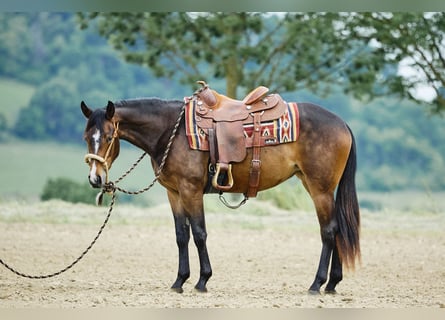 American Quarter Horse, Stute, 3 Jahre, 153 cm, Dunkelbrauner