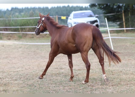 American Quarter Horse, Stute, 3 Jahre, 153 cm, Fuchs