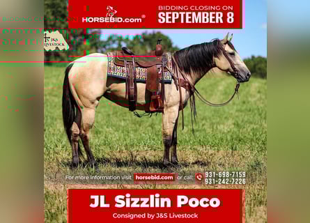 American Quarter Horse, Stute, 3 Jahre, 157 cm, Buckskin