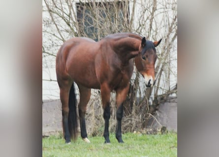 American Quarter Horse, Stute, 3 Jahre, Brauner