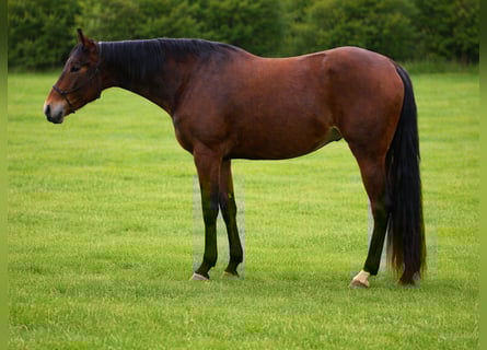 American Quarter Horse, Stute, 3 Jahre, Brauner