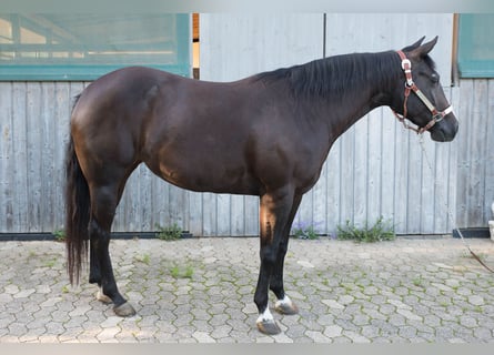 American Quarter Horse, Stute, 3 Jahre, Dunkelbrauner