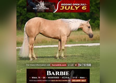 American Quarter Horse, Stute, 3 Jahre, Palomino