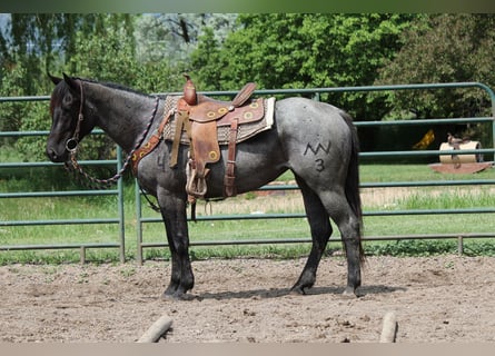 American Quarter Horse, Stute, 3 Jahre, Roan-Blue