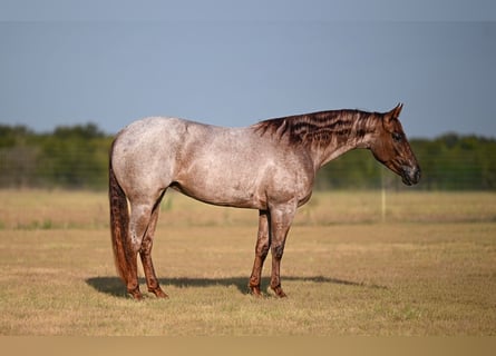 American Quarter Horse, Stute, 3 Jahre, Roan-Red