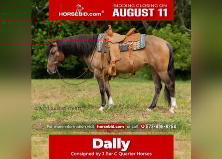 American Quarter Horse, Stute, 4 Jahre, 142 cm, Falbe