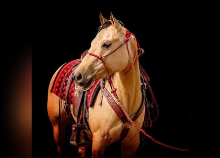 American Quarter Horse, Stute, 4 Jahre, 142 cm, Falbe