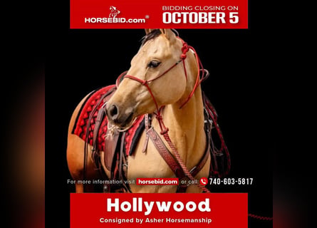 American Quarter Horse, Stute, 4 Jahre, 142 cm, Falbe