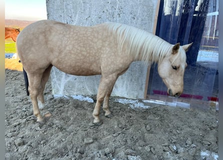 American Quarter Horse, Stute, 4 Jahre, 145 cm, Palomino