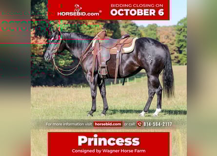 American Quarter Horse, Stute, 4 Jahre, 145 cm, Rappe