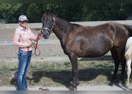 American Quarter Horse, Stute, 4 Jahre, 146 cm, Buckskin