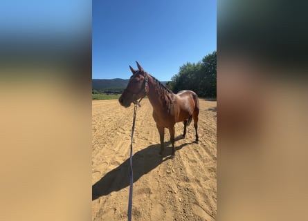 American Quarter Horse, Stute, 4 Jahre, 147 cm, Brauner
