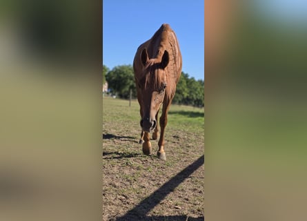 American Quarter Horse, Stute, 4 Jahre, 147 cm, Dunkelfuchs