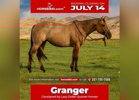American Quarter Horse, Stute, 4 Jahre, 147 cm