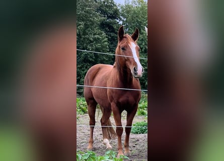 American Quarter Horse, Stute, 4 Jahre, 150 cm, Fuchs