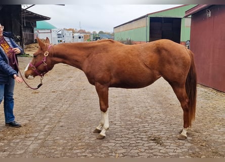 American Quarter Horse, Stute, 4 Jahre, 150 cm, Fuchs