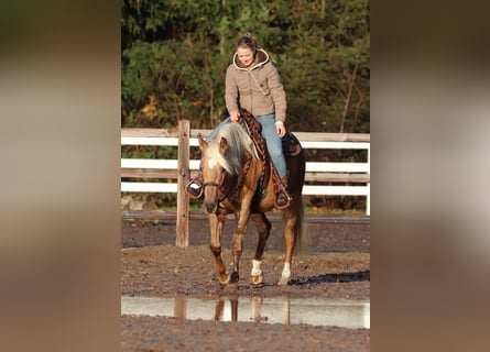 American Quarter Horse Mix, Stute, 4 Jahre, 150 cm, Palomino