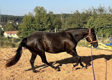 American Quarter Horse, Stute, 4 Jahre, 150 cm, Rappe