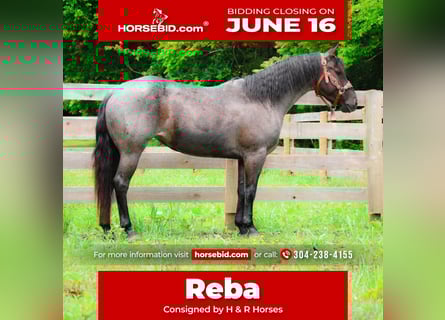 American Quarter Horse, Stute, 4 Jahre, 150 cm, Roan-Blue