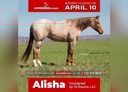 American Quarter Horse, Stute, 4 Jahre, 150 cm, Roan-Red