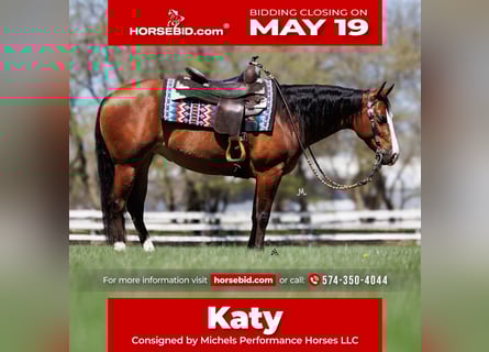 American Quarter Horse, Stute, 4 Jahre, 150 cm, Rotbrauner