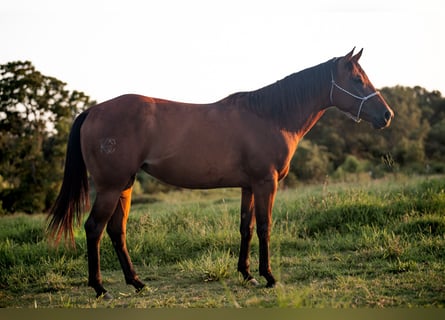 American Quarter Horse, Stute, 4 Jahre, 150 cm, Rotbrauner