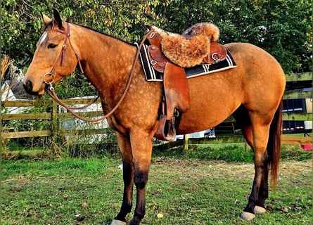 American Quarter Horse, Stute, 4 Jahre, 152 cm, Buckskin