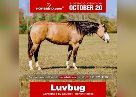 American Quarter Horse, Stute, 4 Jahre, 152 cm, Falbe