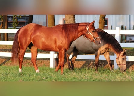 American Quarter Horse, Stute, 4 Jahre, 152 cm, Fuchs