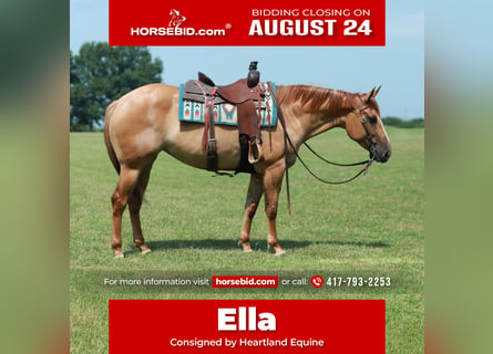 American Quarter Horse, Stute, 4 Jahre, 152 cm, Red Dun
