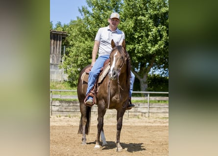 American Quarter Horse, Stute, 4 Jahre, 153 cm, Brauner