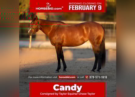 American Quarter Horse, Stute, 4 Jahre, 155 cm, Rotbrauner