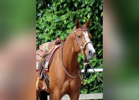 American Quarter Horse, Stute, 4 Jahre, 156 cm, Fuchs