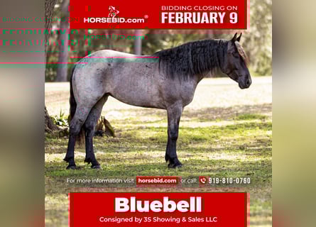American Quarter Horse Mix, Stute, 4 Jahre, 157 cm, Roan-Blue