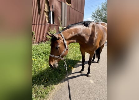 American Quarter Horse, Stute, 4 Jahre, 162 cm, Brauner