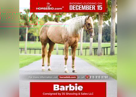 American Quarter Horse, Stute, 4 Jahre, 163 cm, Palomino