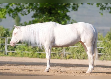 American Quarter Horse, Stute, 4 Jahre, Cremello
