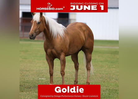 American Quarter Horse, Stute, 4 Jahre, Palomino