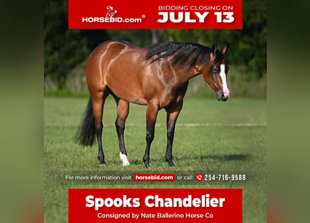 American Quarter Horse, Stute, 4 Jahre, Rotbrauner