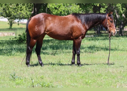 American Quarter Horse, Stute, 4 Jahre, Rotbrauner