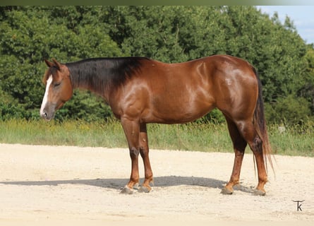 American Quarter Horse, Stute, 4 Jahre, Rotfuchs