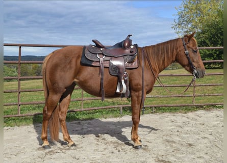 American Quarter Horse, Stute, 4 Jahre, Rotfuchs