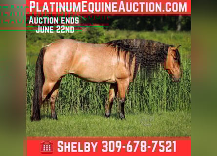 American Quarter Horse, Stute, 5 Jahre, 140 cm, Roan-Bay