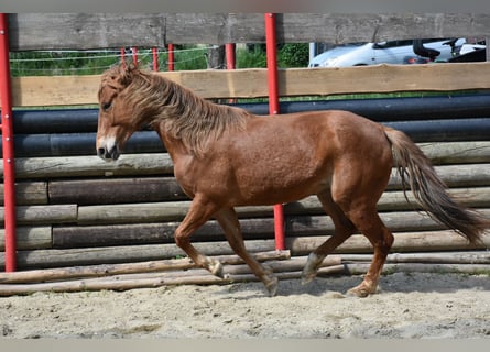 American Quarter Horse, Stute, 5 Jahre, 145 cm, Fuchs