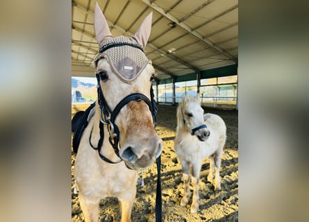 American Quarter Horse, Stute, 5 Jahre, 147 cm, Palomino