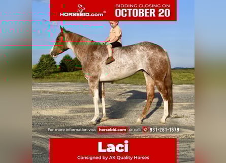 American Quarter Horse, Stute, 5 Jahre, 147 cm, Roan-Red