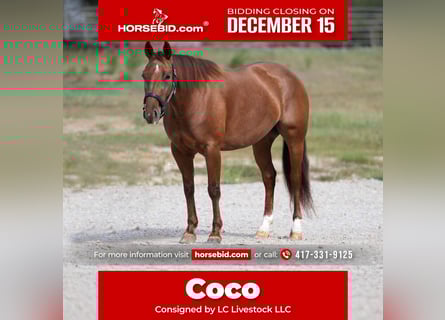 American Quarter Horse, Stute, 5 Jahre, 147 cm, Rotfuchs