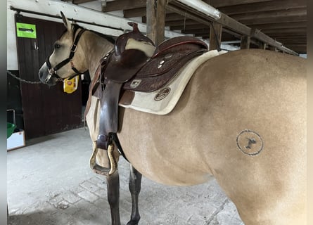 American Quarter Horse, Stute, 5 Jahre, 148 cm, Buckskin