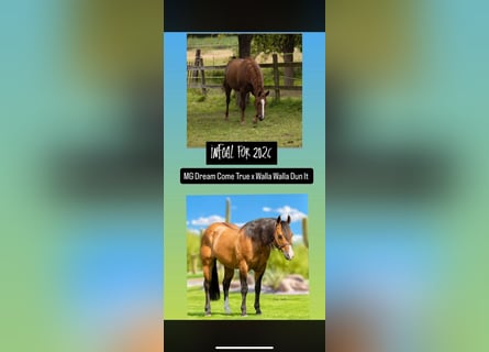 American Quarter Horse, Stute, 5 Jahre, 148 cm, Fuchs