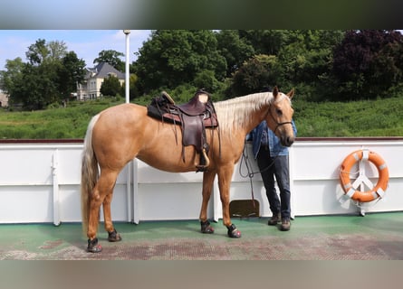 American Quarter Horse, Stute, 5 Jahre, 149 cm, Palomino